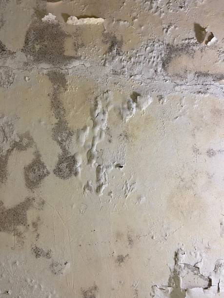 Best Mold Testing  in Ponderay, ID