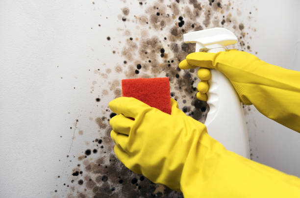 Best Mold Removal Company Near Me  in Ponderay, ID